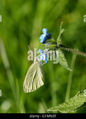 Small White butterfly nectaring on Green Alkanet flower. Hurst Meadows, West Molesey, Surrey, England. Stock Photo