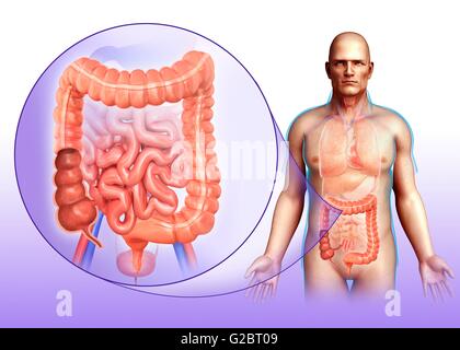 Human digestive system, illustration. Stock Photo