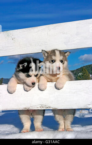 Two Siberian Husky puppies standing together at white fence Stock Photo