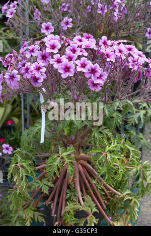 Geranium maderense, Madeira cranesbill plant and pink flowers Stock Photo