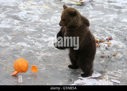 Loki the one year old European brown bear celebrates his first birthday at Blair Drummond Safari Park near Stirling, by playing with a buoy he found in one of his presents. Stock Photo