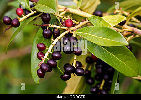 Cherry Laurel or Laurel Cherry, prunus laurocerasus, Tree in Normandy Stock Photo