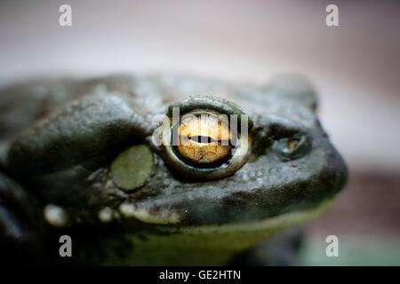 Colorado River toad Stock Photo