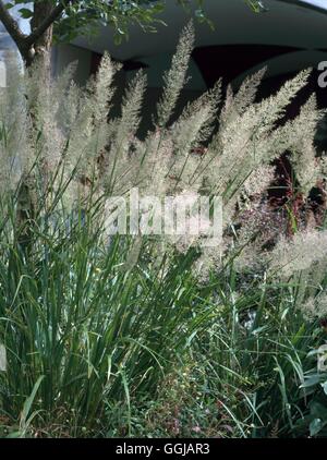 Calamagrostis brachytricha   GRA091648 Stock Photo