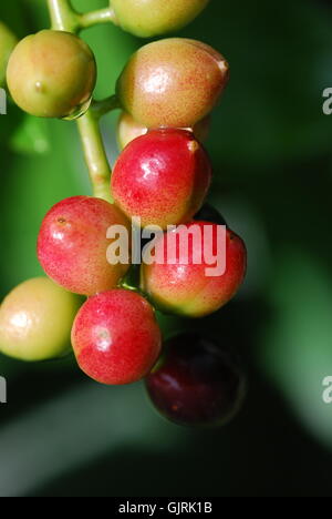 laurel cherry (prunus laurocerasus) Stock Photo