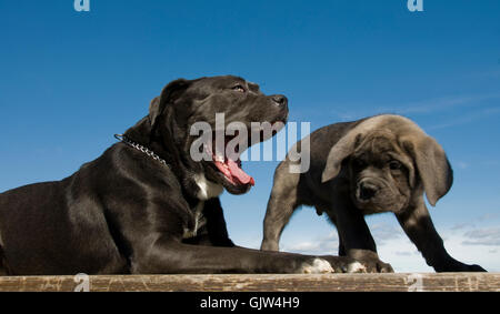 cane dog dogs Stock Photo