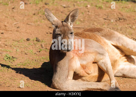 close up of a male kangaroo looking cool Stock Photo