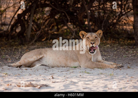 Lioness (Panthera leo), Chobe National Park, Botswana, Africa Stock Photo