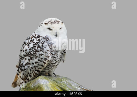 birds Stock Photo