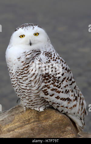 Snowy owl sitting on a rock in Canada Stock Photo