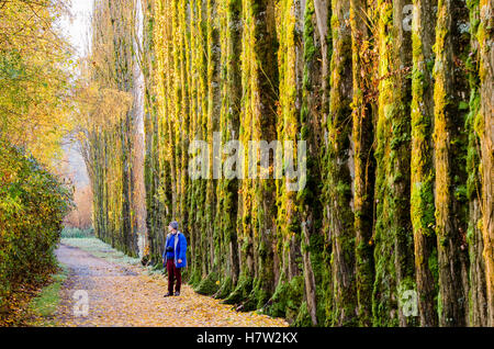 Man on trail, Burnaby Lake Regional Park, , Burnaby, British Columbia, Canada. Stock Photo