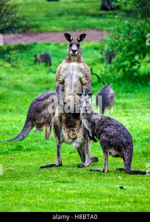 Male kangaroo stands tall to defend his mob Stock Photo