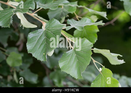 Silber-Linde, Silberlinde, Linde, Tilia tomentosa, Tilia argentea, silver linden, silver lime, Le tilleul argenté, Tilleul de Hongrie Stock Photo