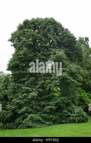 Silber-Linde, Silberlinde, Linde, Tilia tomentosa, Tilia argentea, silver linden, silver lime, Le tilleul argenté, Tilleul de Hongrie Stock Photo