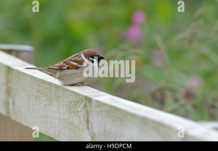 Eurasian tree sparrows-Passer montanus. Summer.  Uk Stock Photo