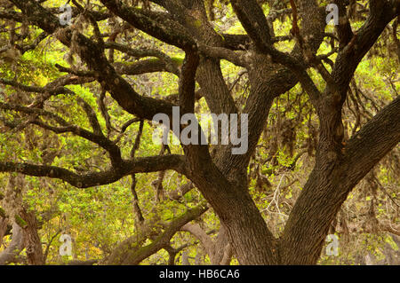 Oak, Garner State Park, Texas Stock Photo