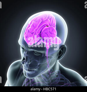 Human Brain Anatomy Stock Photo