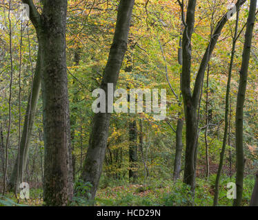 Autumn woodland scene Stock Photo