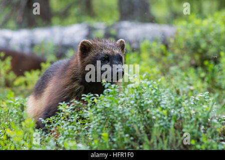 Wolverine in the taiga forest Stock Photo