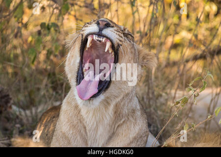 Lioness (Panthera leo) yawning, Chobe National Park, Botswana Stock Photo