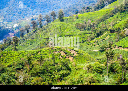 Scenic tea plantations in cameron highlands, Malaysia Stock Photo