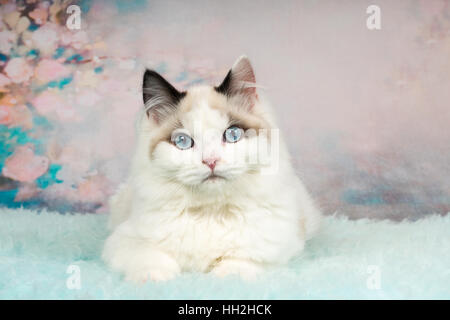 Cute ragdoll kitten lying on blue sheepskin in flowery background Stock Photo