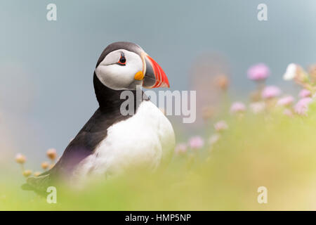 Atlantic Puffin (Fratercula arctica) adult, standing amongst flowering sea thrift, shallow depth of field, Great Saltee, Saltee Islands, Ireland. Stock Photo