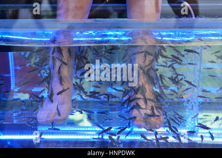 Procedure with Doctor Fish Garra rufa on August 15, 2016 in Prague, Republic Czech Stock Photo