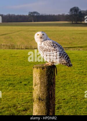 Snowy Owl on perch Stock Photo