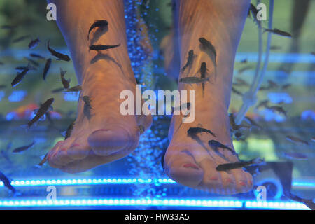 Procedure with Doctor Fish Garra rufa on August 15, 2016 in Prague, Republic Czech Stock Photo