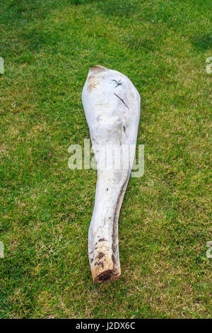 part of lower jaw bone of sperm whale with teeth removed Stock Photo