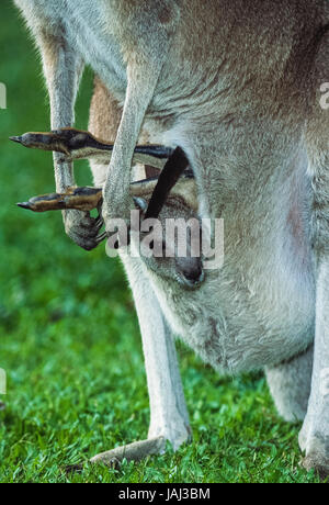 adult female Eastern Grey Kangaroo, (Macropus giganteus), with joey in pouch, New South Wales, Australia Stock Photo