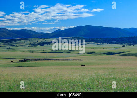 cattle grazing in meadows of the nevada creek basin below the continental divide near avon, montana Stock Photo