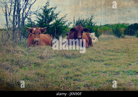 Red and brown cattle laying in rural farm pasture looking cute.  Beef herd raised on country ranch. Stock Photo