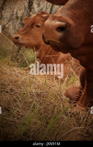 Red and brown cattle laying in rural farm pasture looking cute.  Beef herd raised on country ranch. Stock Photo