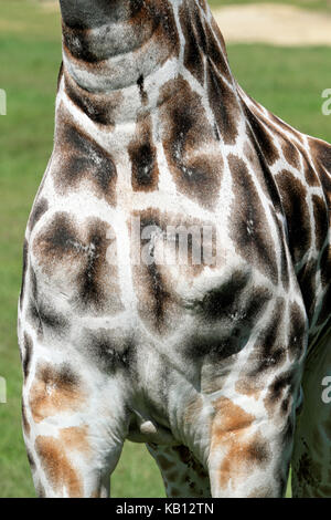 Reticulated Giraffe, Giraffa Camelopardalis reticulate, Cape May County Zoo, New Jersey, USA Stock Photo