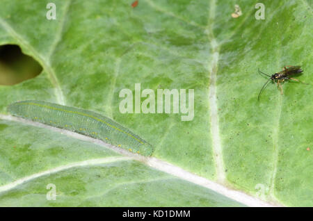 Caterpillar of the small white small cabbage white (Pieris rapae) butterfly on a purple sprouting broccoli leaf. Bedgebury Forest, Kent, UK. Stock Photo