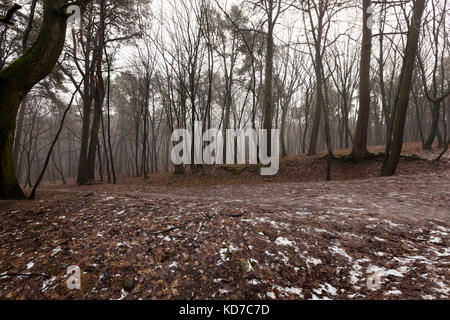 Autumn forest without trees Stock Photo