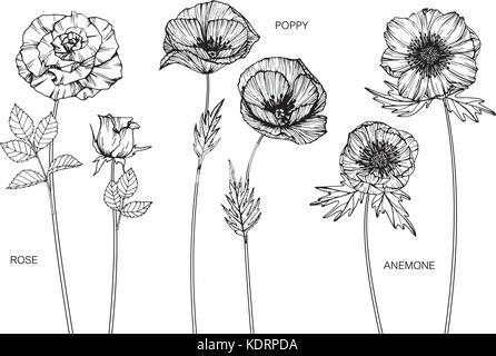 Rose, poppy, anemone flower drawing  illustration. Black and white with line art. Stock Vector