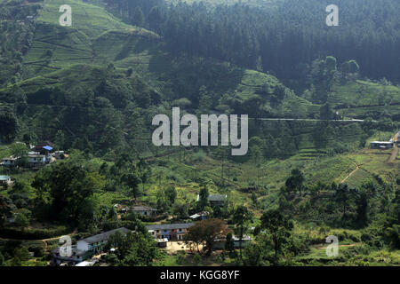 Tea Plantation near Nuwara Eliya Hill Country Central Province Sri Lanka Stock Photo