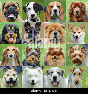 Collage of 16 dogs portraits Stock Photo