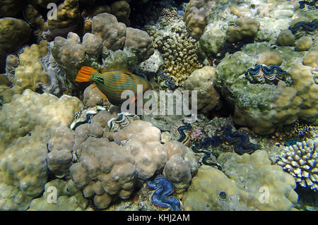 snorkeling adventure in amazing red sea Stock Photo