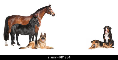 horses dogs white background collage Stock Photo