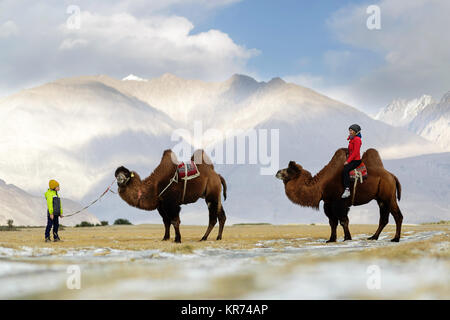 Mother and son riding double hump camels and crossing the desert in the Nubra valley, Ladakh, Jammu and Kashmir, India Stock Photo