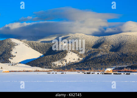 cattle below nevada mountain along the continental divide in winter near helmville, montana Stock Photo