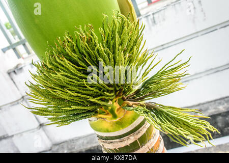 photo of bud of palm, adonidia merrillii Stock Photo