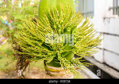 photo of bud of palm, adonidia merrillii Stock Photo