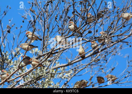 A number of Australian zebra finches enjoying the warm sun in a tree. Stock Photo