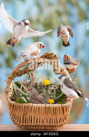 Zebra Finch (Taeniopygia guttata). Six adult birds at a basket filled with herbs. Germany Stock Photo