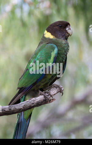 An Australian Ringneck parrot (Barnardius zonarius) in woodland at Meelup, near Dunsborough, Western Australia Stock Photo